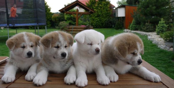 Four Akita Puppies Sitting