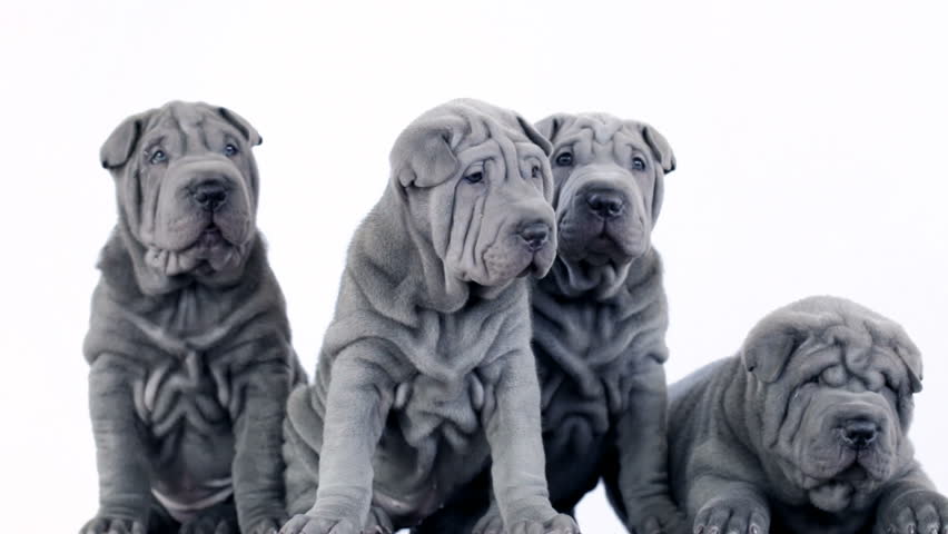 Four Blue Shar Pei Dogs