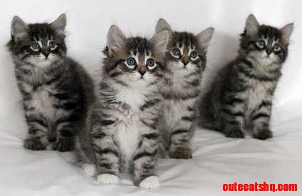 Four Grey Tabby Kittens