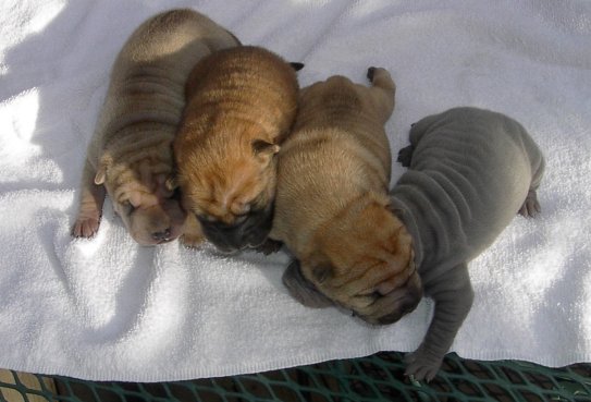 Four Little Sleeping Shar Pei Puppies