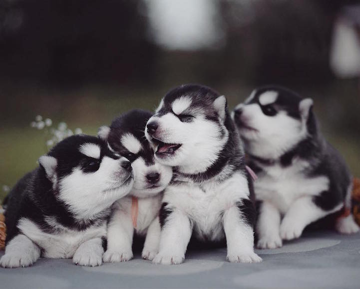 Four New Born Siberian Husky Puppies