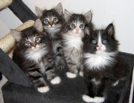 Four Norwegian Forest Kittens Looking Up