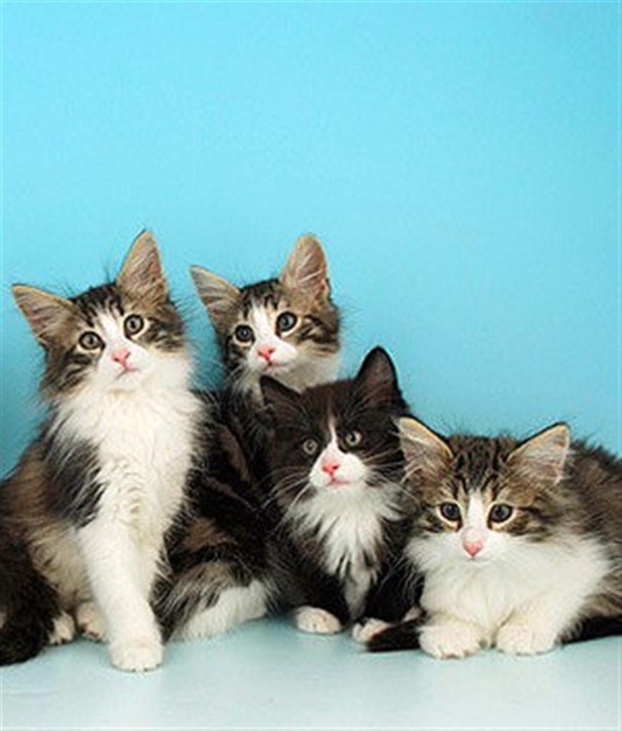 Four Norwegian Forest Kittens Picture