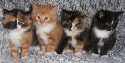 Four Norwegian Forest Kittens
