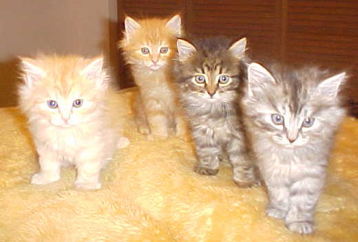 Four Siberian Kittens