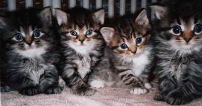 Four Tabby Manx Kittens