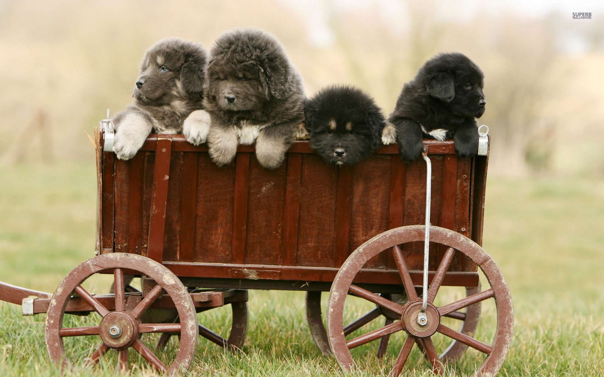 Four Tibetan Mastiff Puppies In Cart