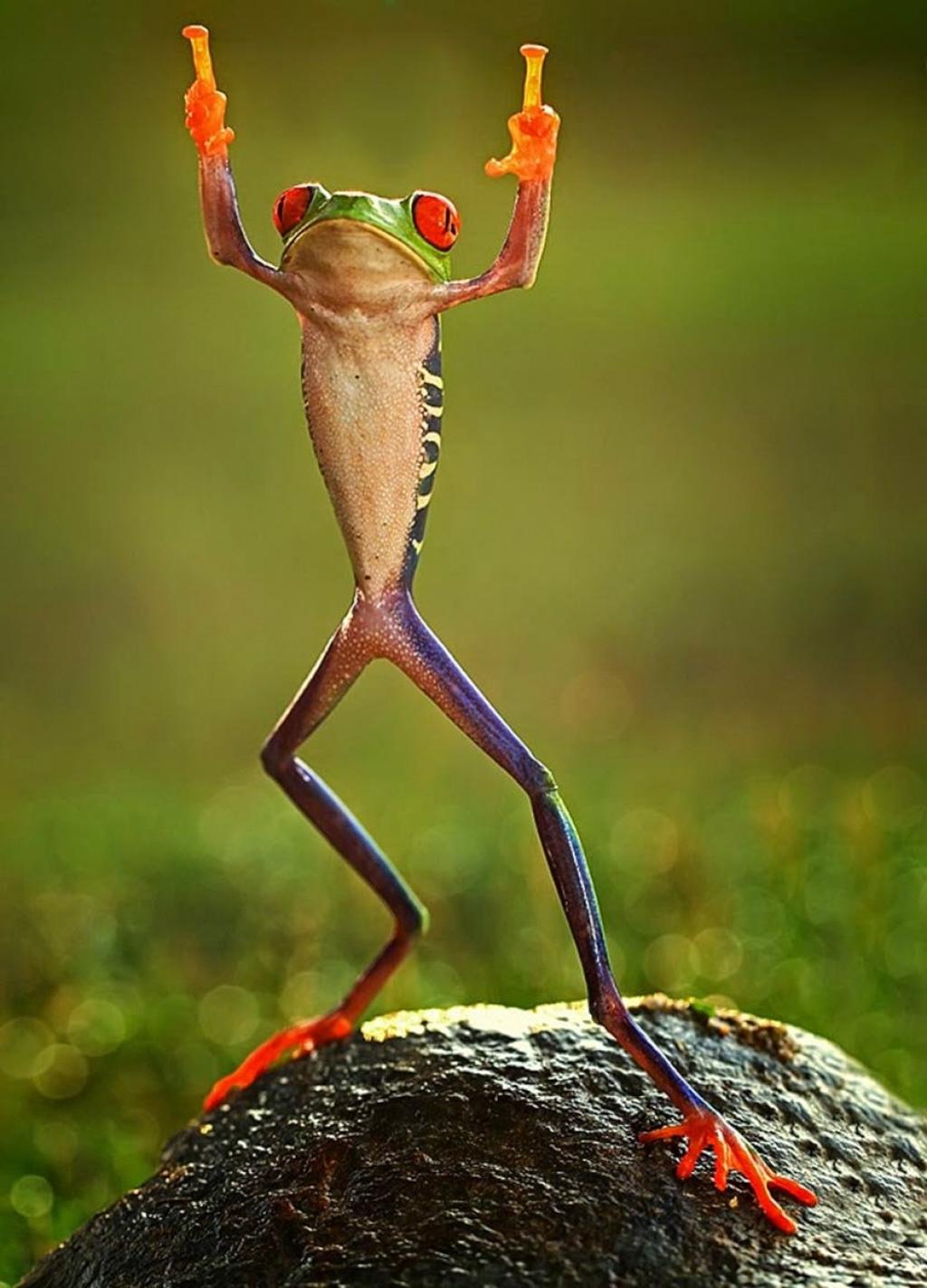 Frog Funny Two Thumbs Up Image