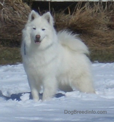 Full Grown American Eskimo Dog In Snow