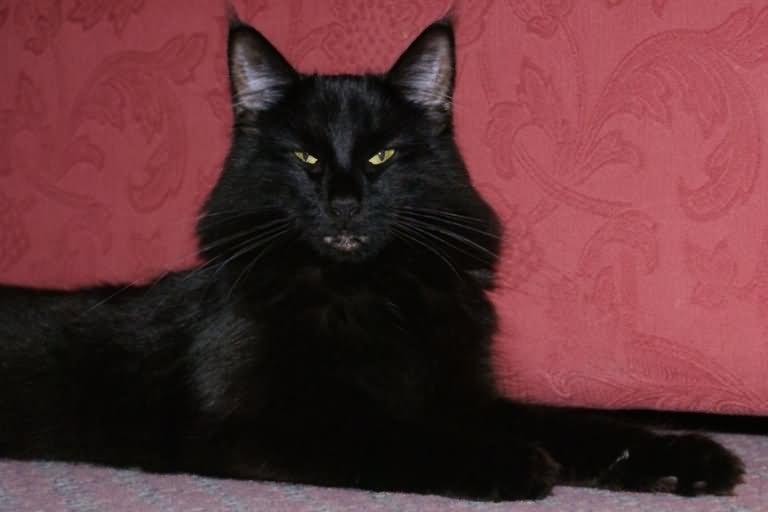 Full Grown Black Norwegian Forest Cat Sitting