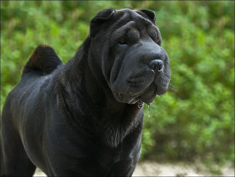 Full Grown Black Shar Pei Dog