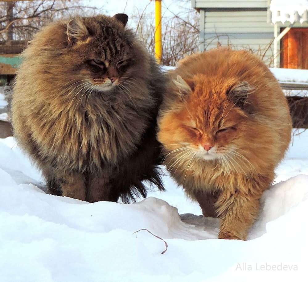 Full Grown Fluffy Siberian Cats