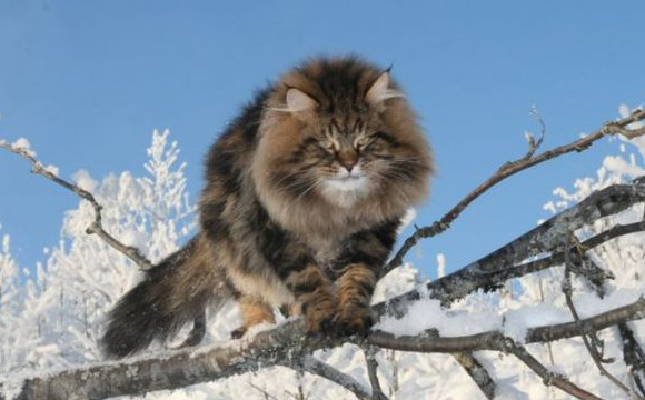Full Grown Long Hair Siberian Cat On Tree