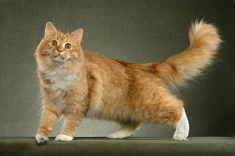 Full Grown Orange Siberian Cat Picture