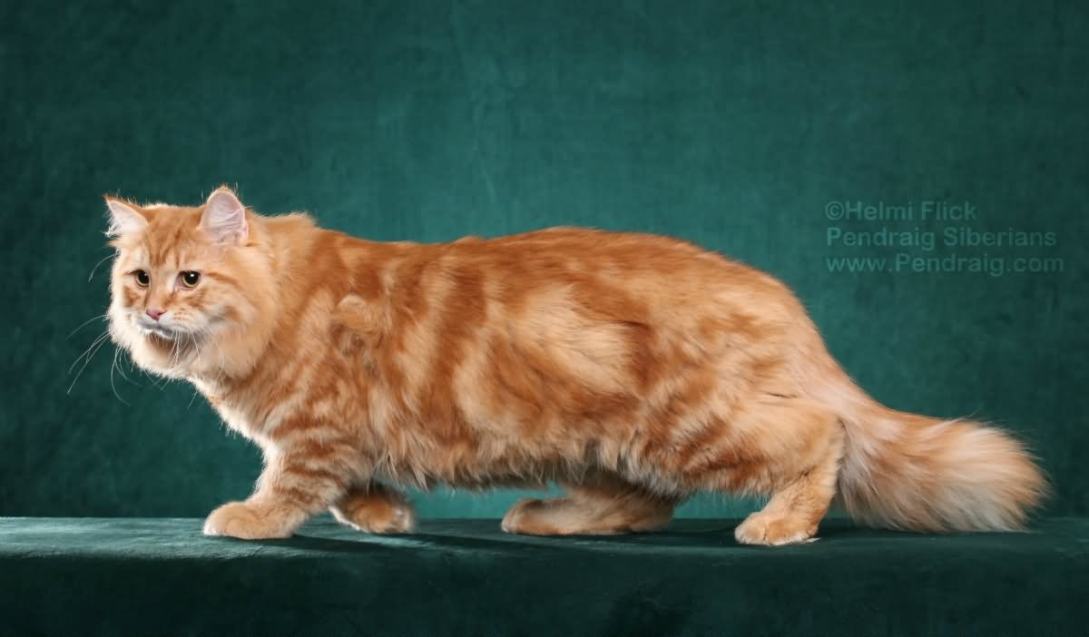 Full Grown Orange Siberian Cat