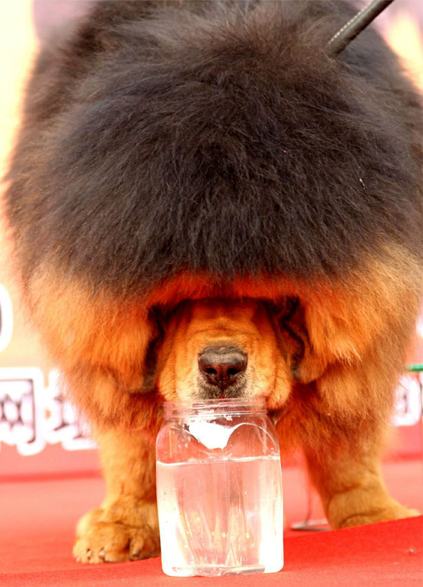 Full Grown Tibetan Mastiff Dog Drinking Water