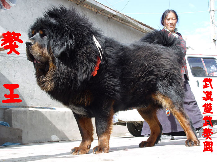 Full Grown Tibetan Mastiff Dog Picture