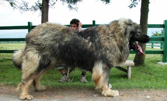 Full Grown Tibetan Mastiff Dog