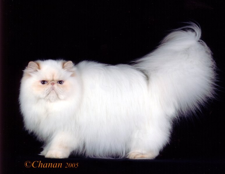 Full Grown White Himalayan Cat