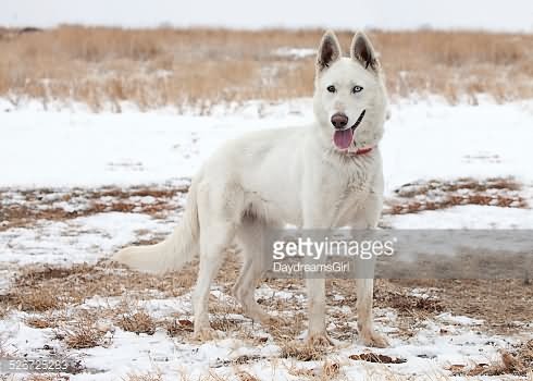 Full Grown White Siberian Husky Dog Outside