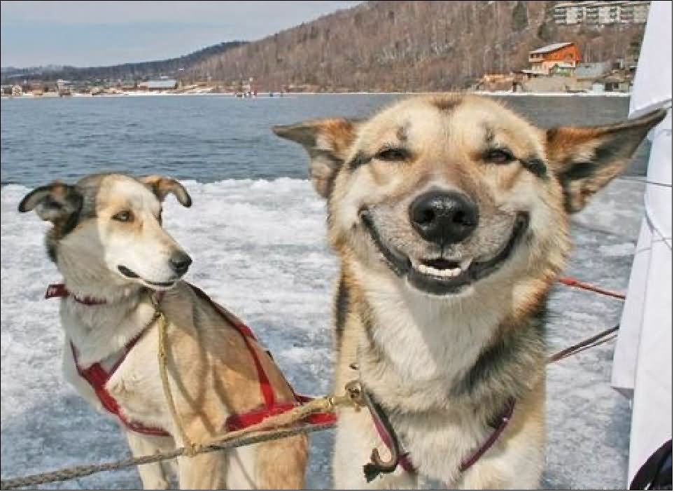 Funny Animal Dog Smiling Picture