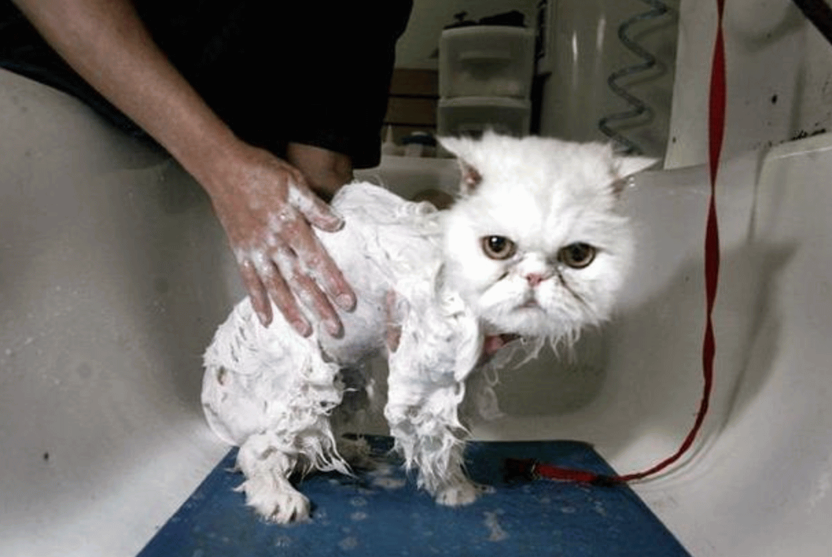 Funny Bathing Wet Cat Picture