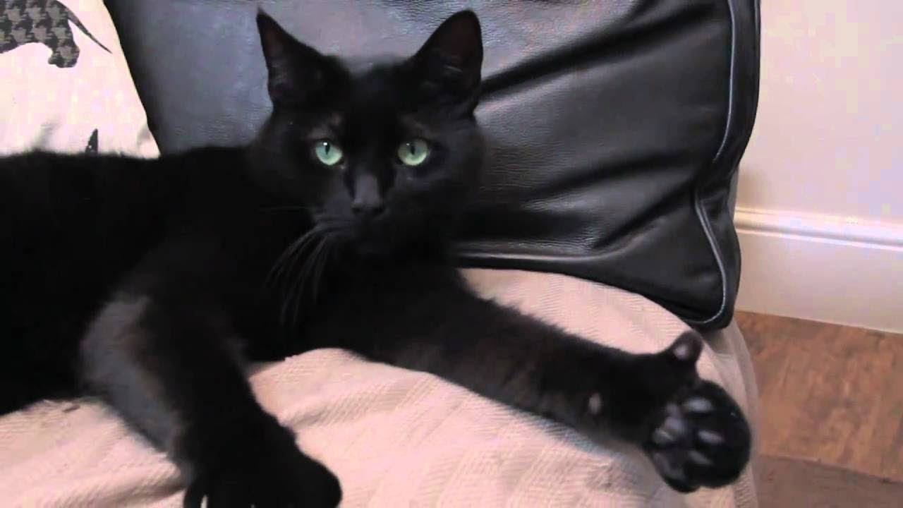 Funny Black Cat With Thumbs Up Picture