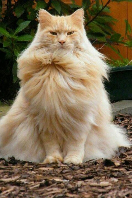 Funny Blonde Cat Image