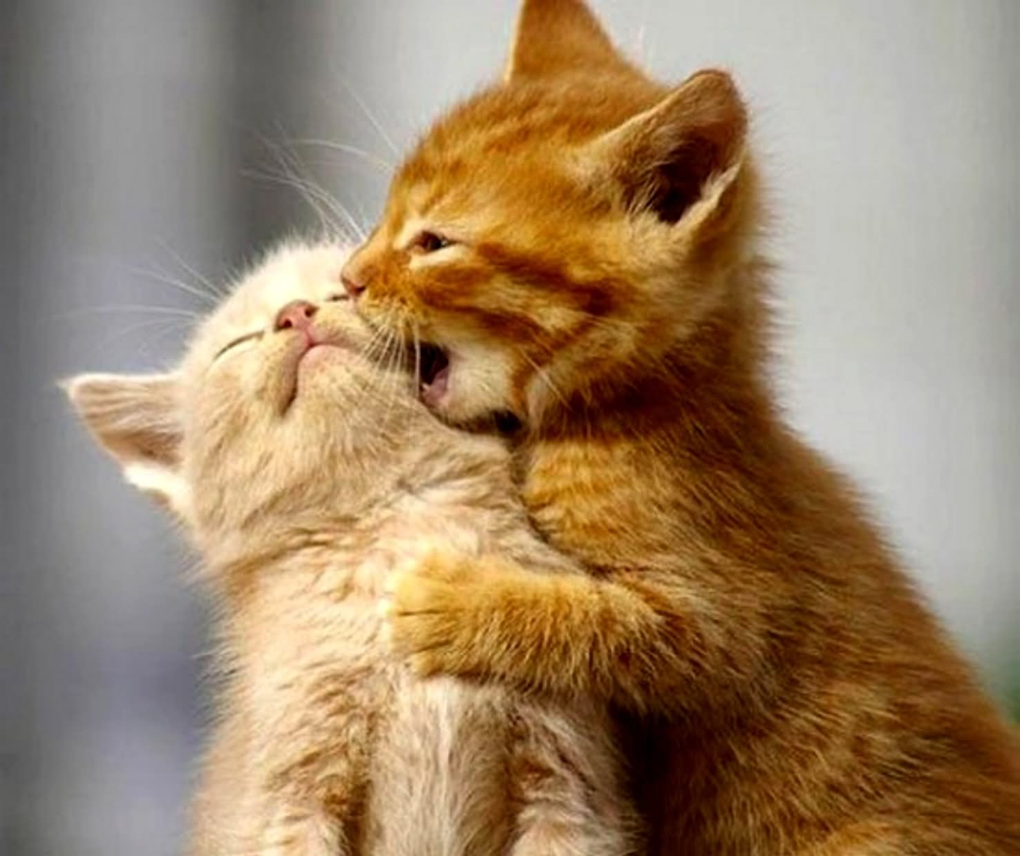 Funny Cat Kissing Couple Image