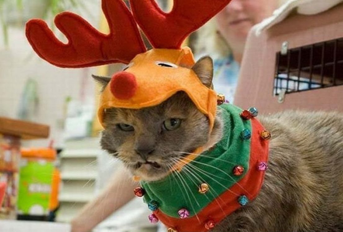 Funny Cat Wearing Reindeer Costume