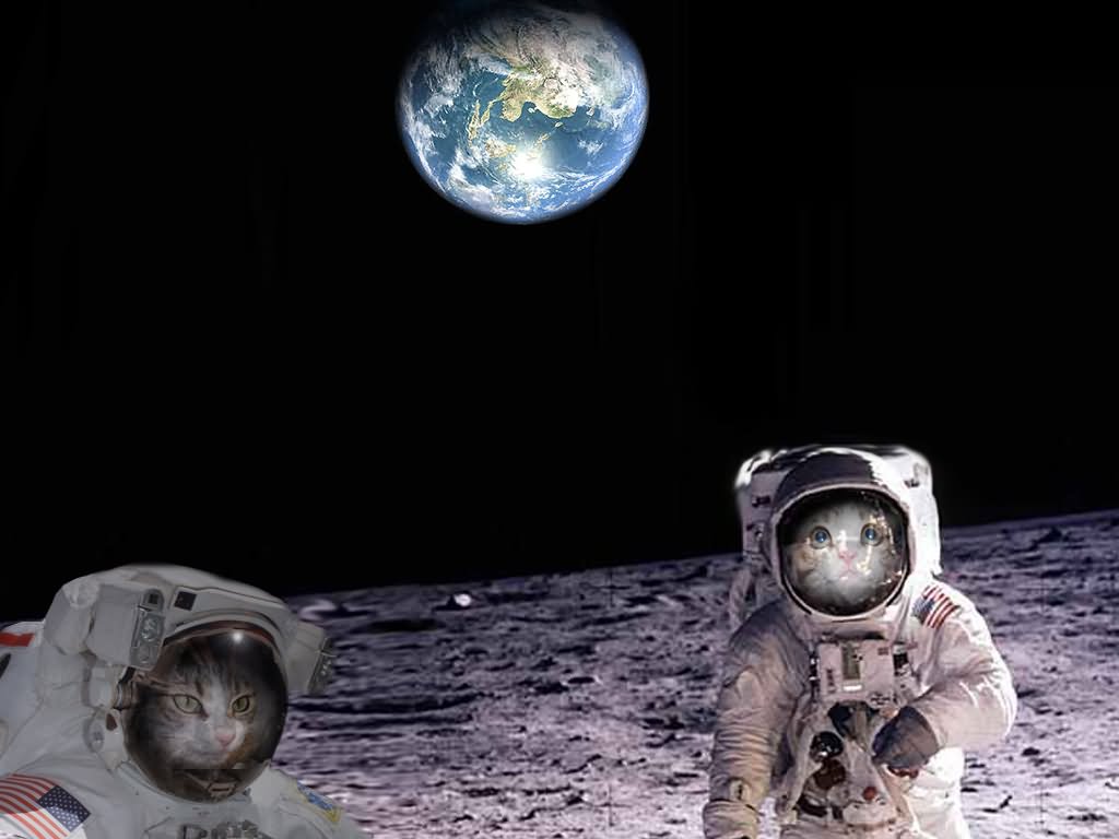 Funny Cats Astronaut Picture