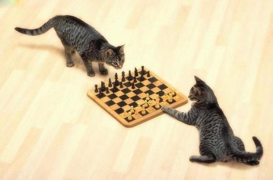 30 Most Funniest Chess Pictures And Photos