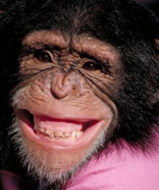 Funny Chimpanzee Closeup Smiley Face Picture