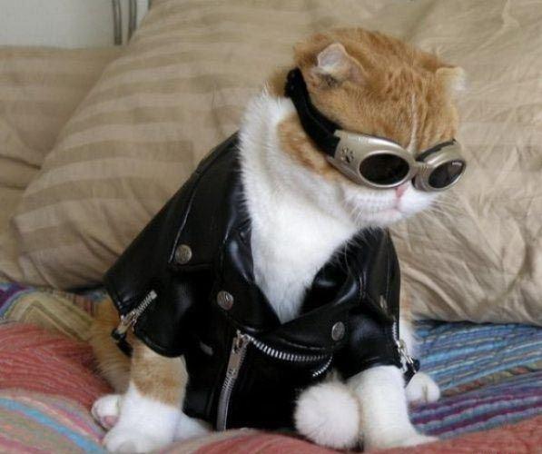 Funny Cool Cat Picture