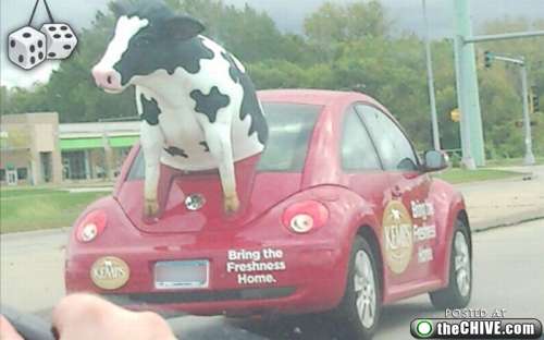 Funny Cool Cow Back On Car