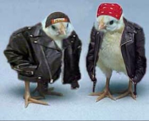 Funny Cool Gangsta Ducks Picture