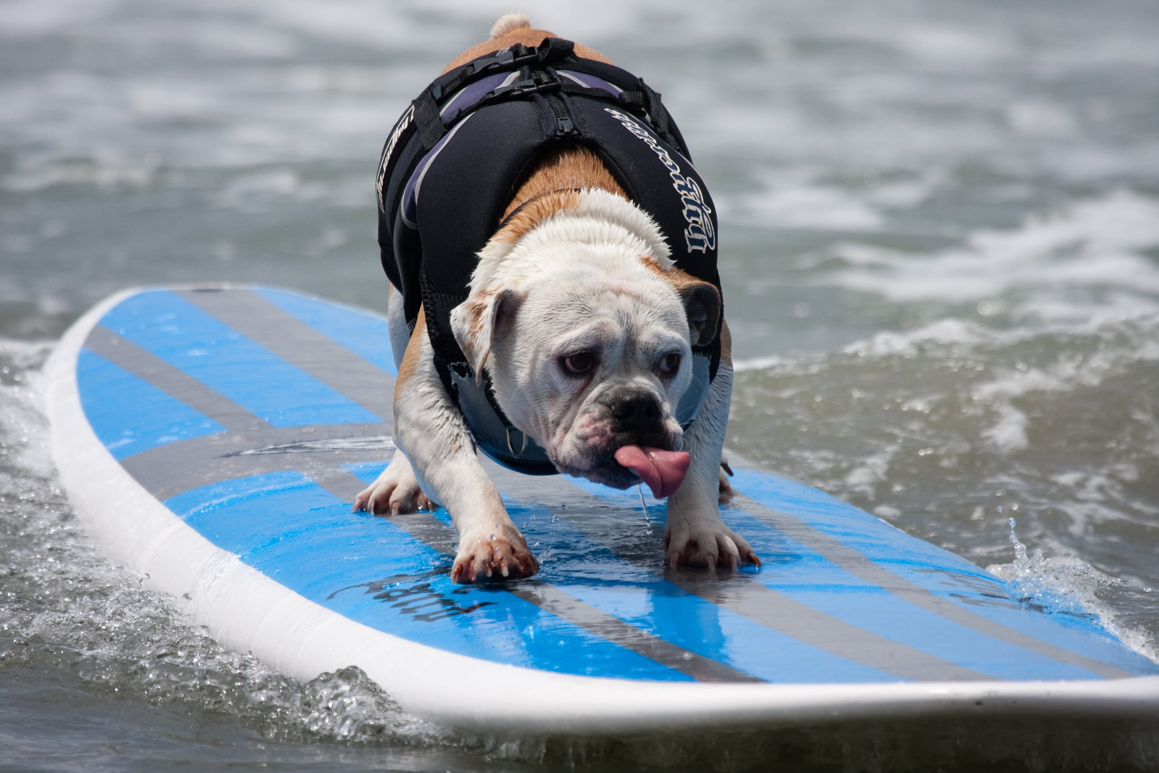 Funny Dog Surfing Picture