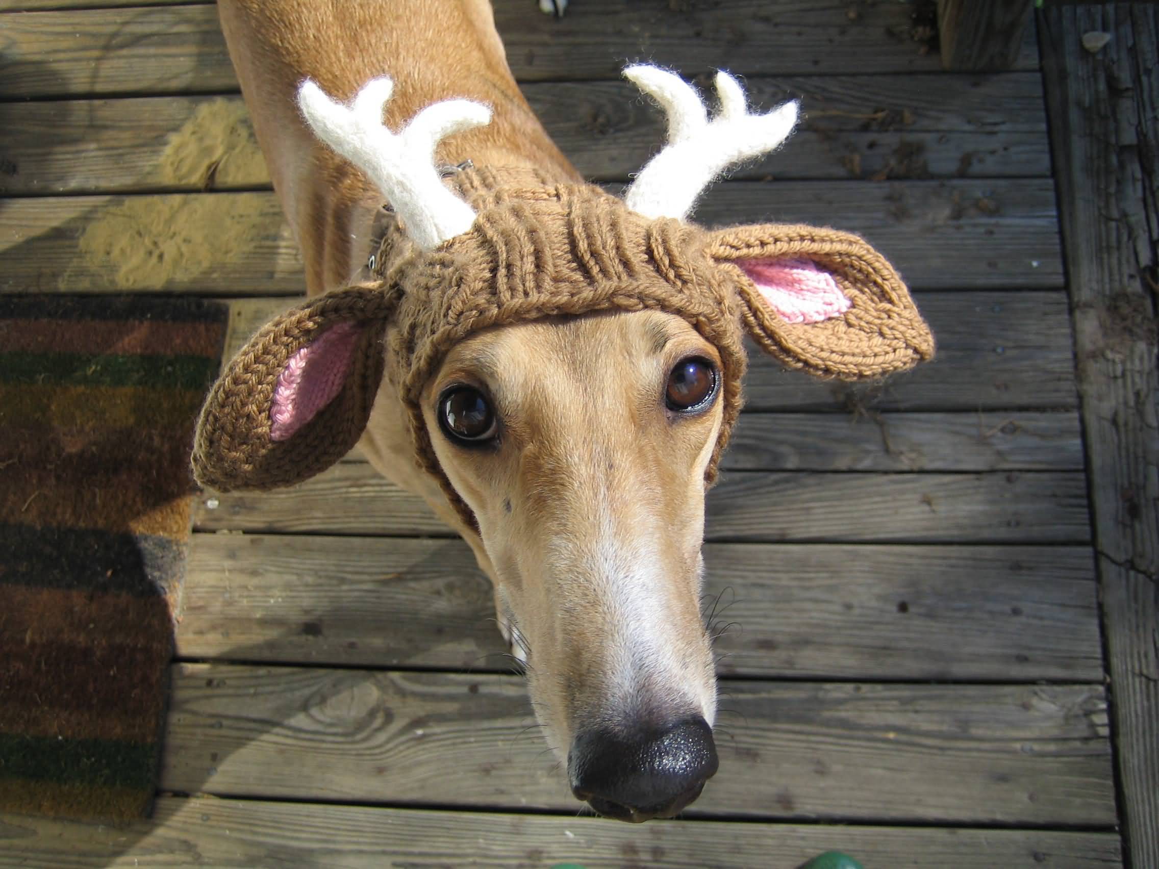 Funny Dog Wearing Woolen Reindeer Cap