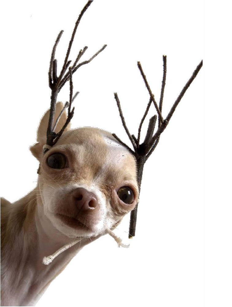 Funny Dog With Reindeer Horns