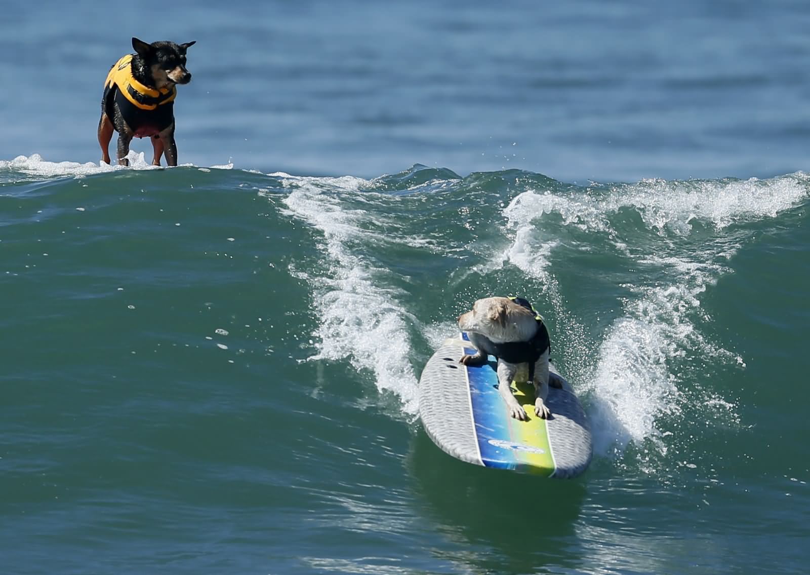 Funny Dogs Surfing Picture