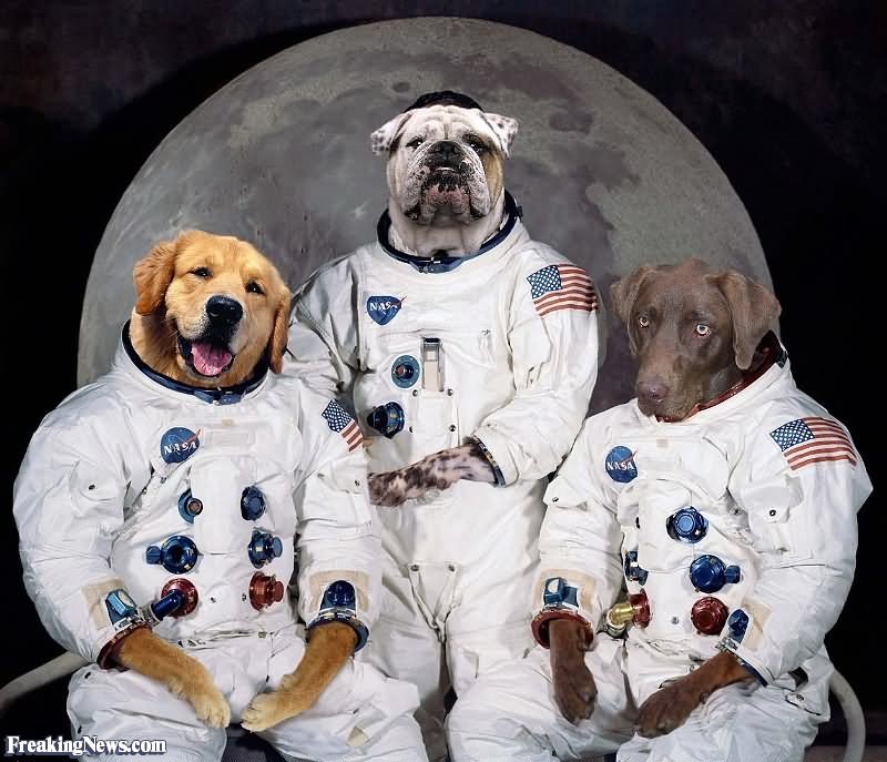 Funny Dogs Wearing Astronaut Dress