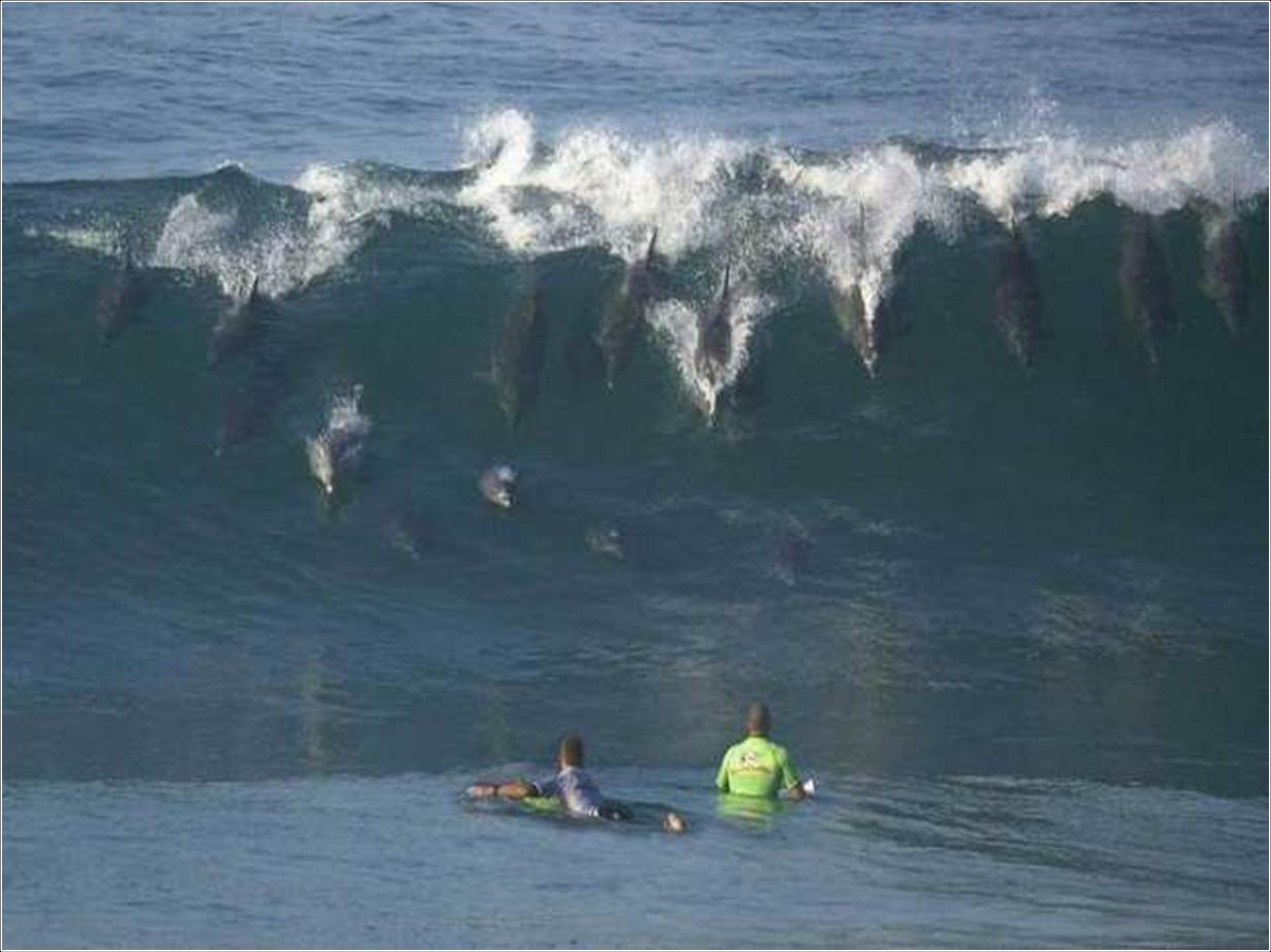 Funny Dolphin Surfing Picture