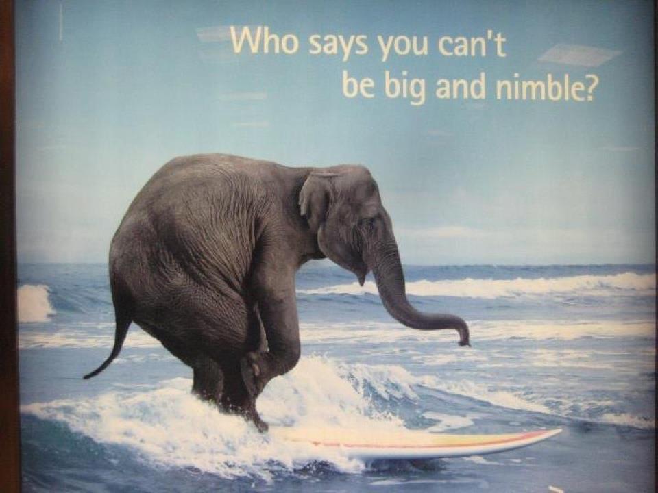 Funny Elephant Surfing Image
