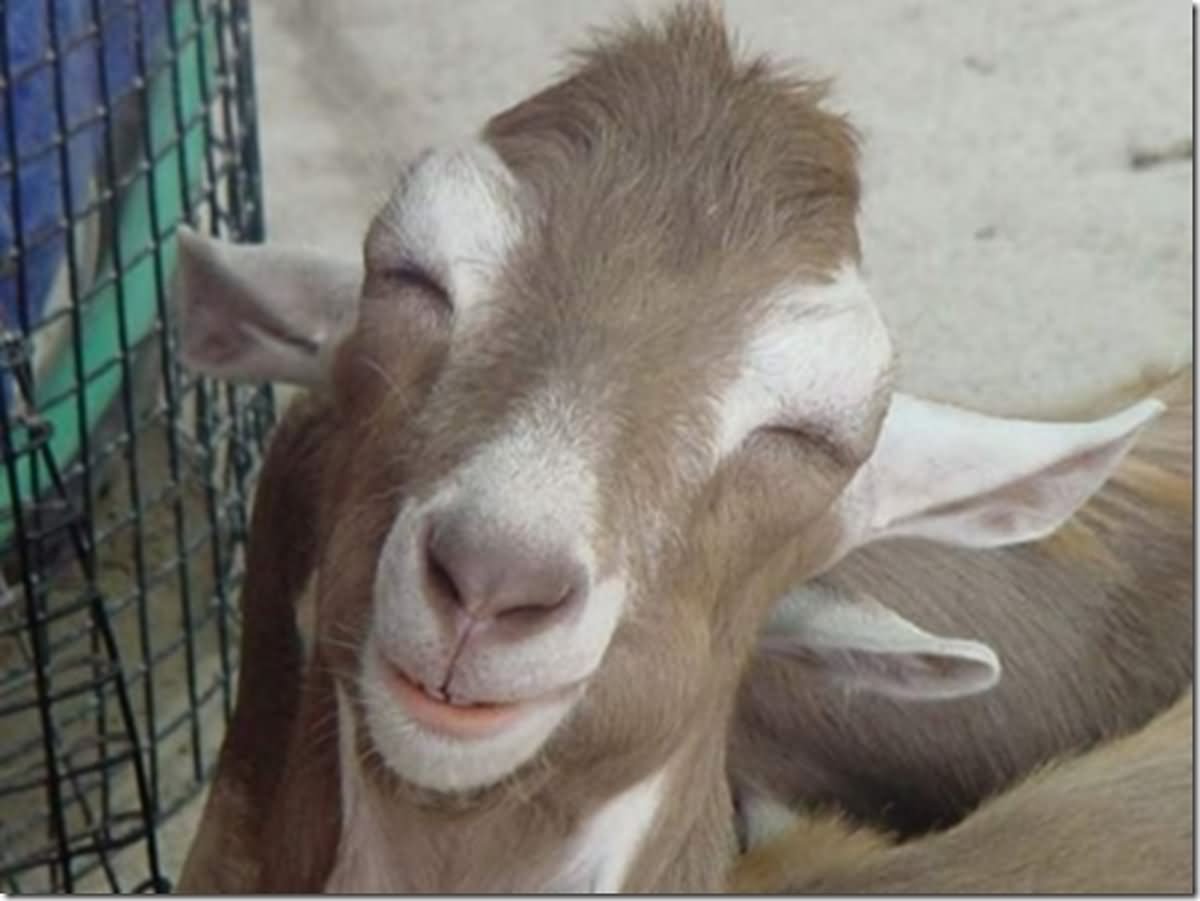 Funny Goat Smiling Picture