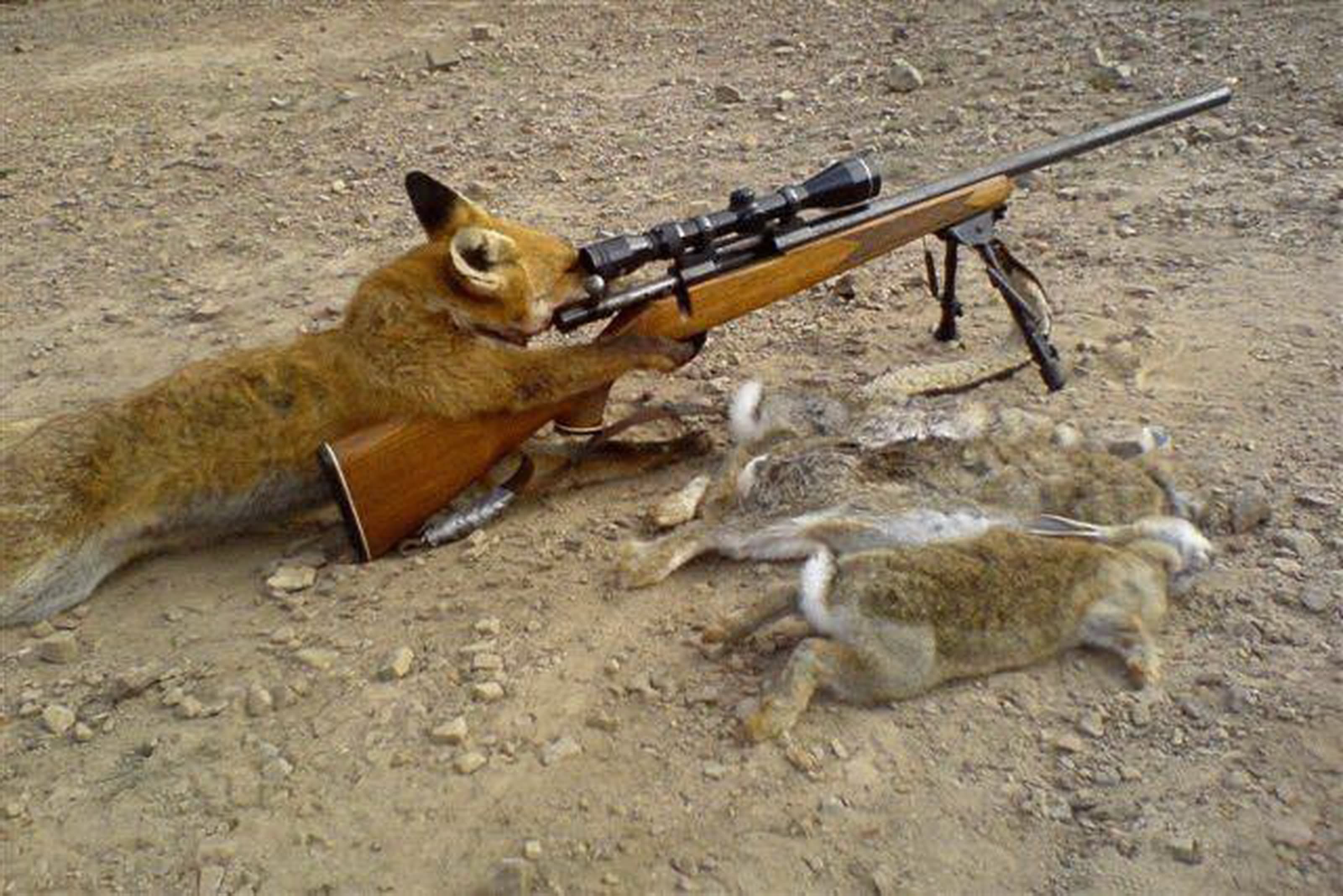 Funny Hunter Fox With Gun