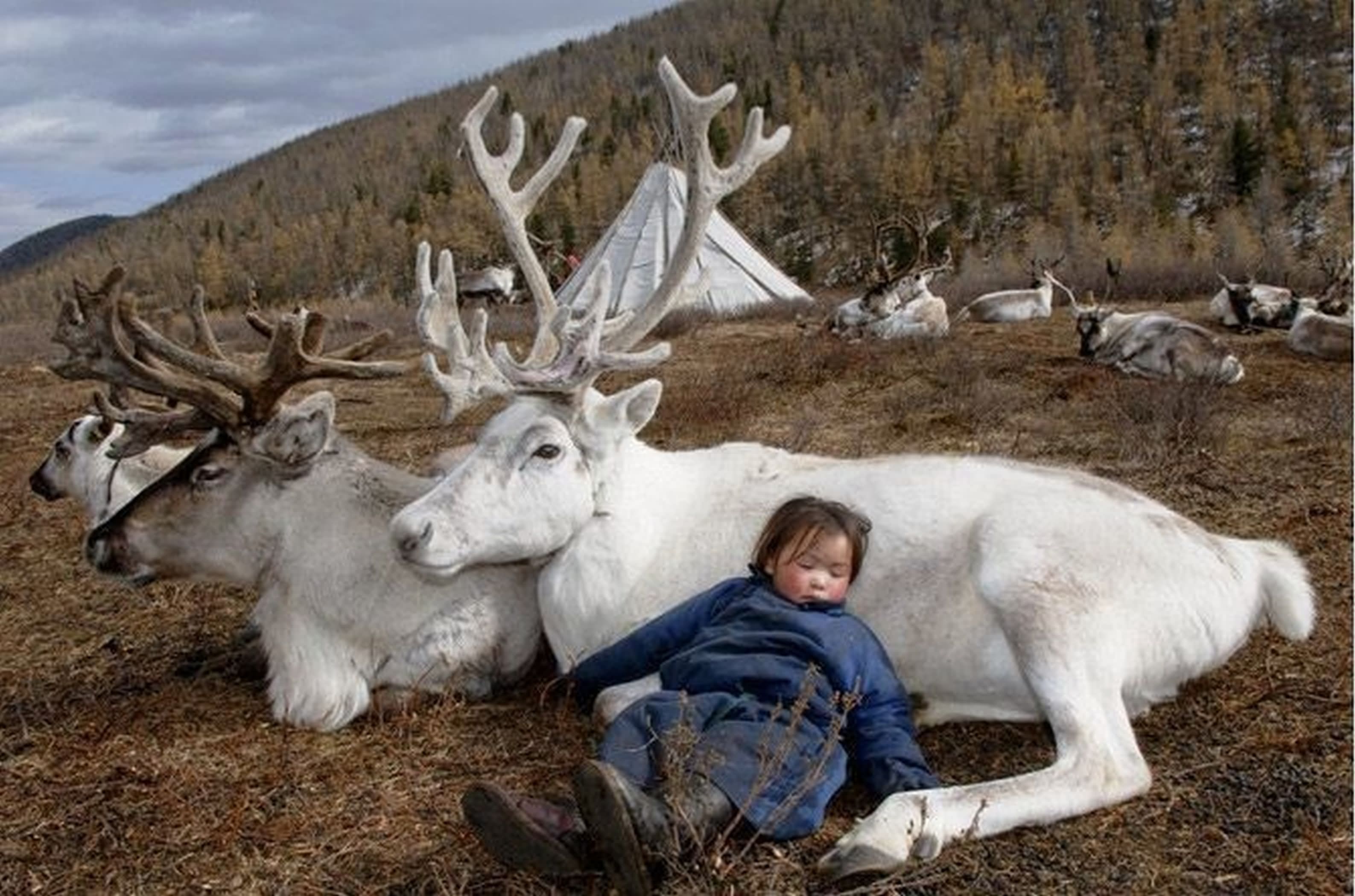 Funny Kid Sleeping With White Reindeer
