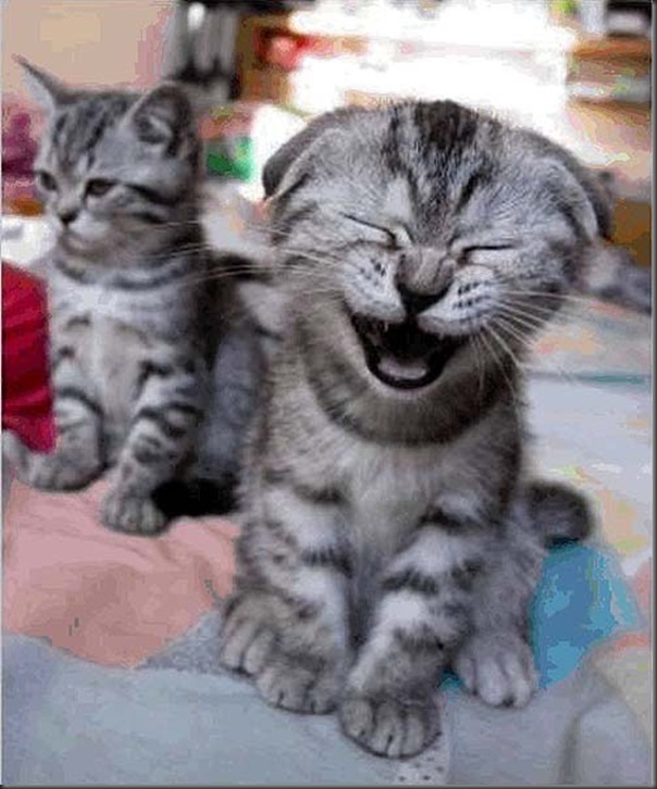 Funny Kitten Smiling Picture