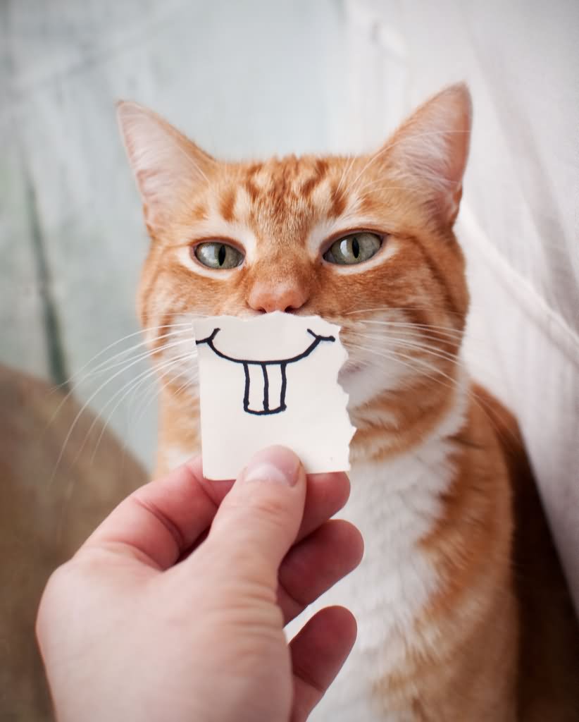 Funny Kitty With Fake Smile Card Picture