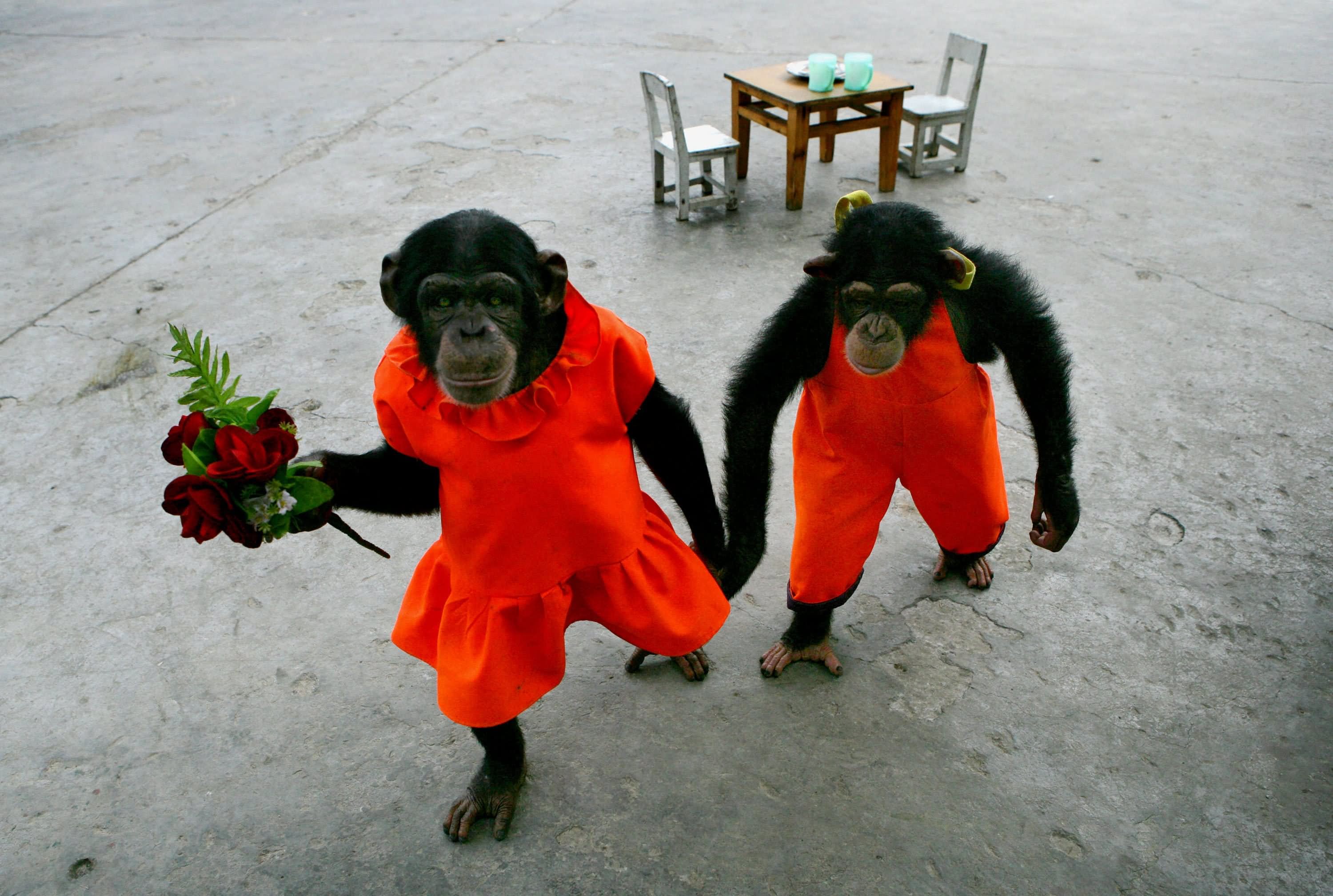 Funny Monkey Couple Picture
