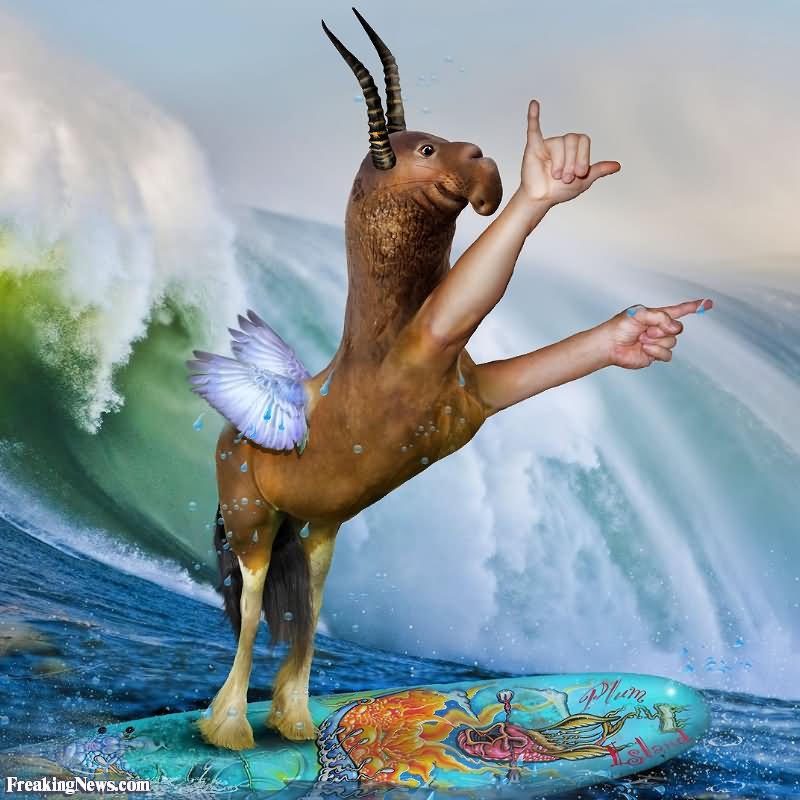 Funny Mutant Animal Surfing Picture